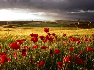 Campo de amapolas